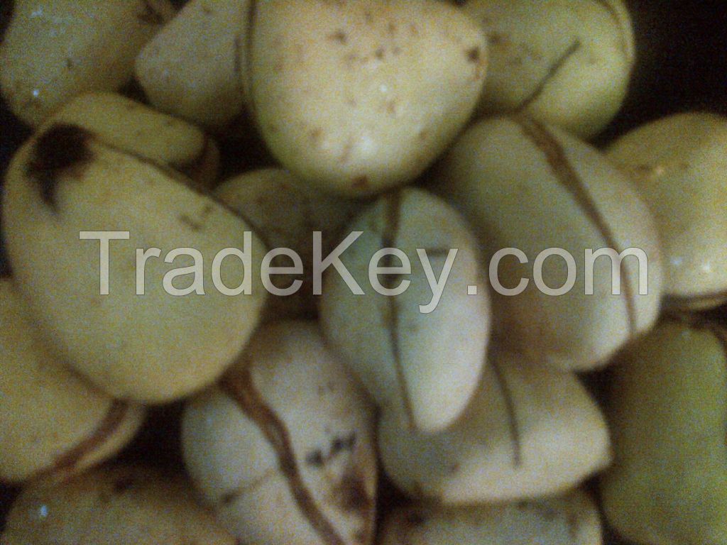 GORIYA KOLA NUT