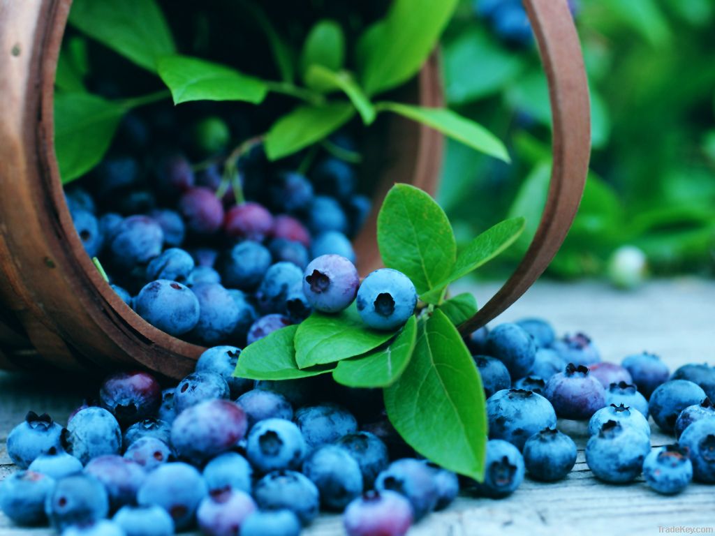 Blueberry Anthocyanin