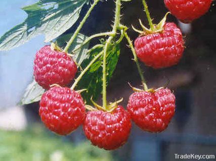 Red raspberry anthocyanin