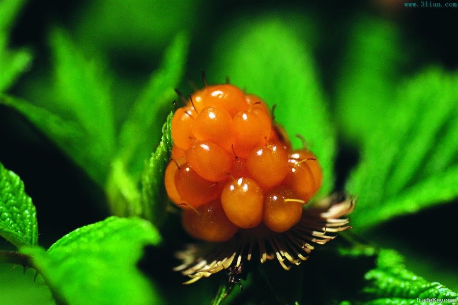 Red raspberry anthocyanin