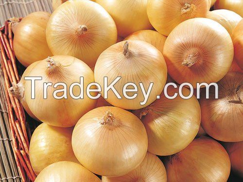 Fresh Yellow Onions