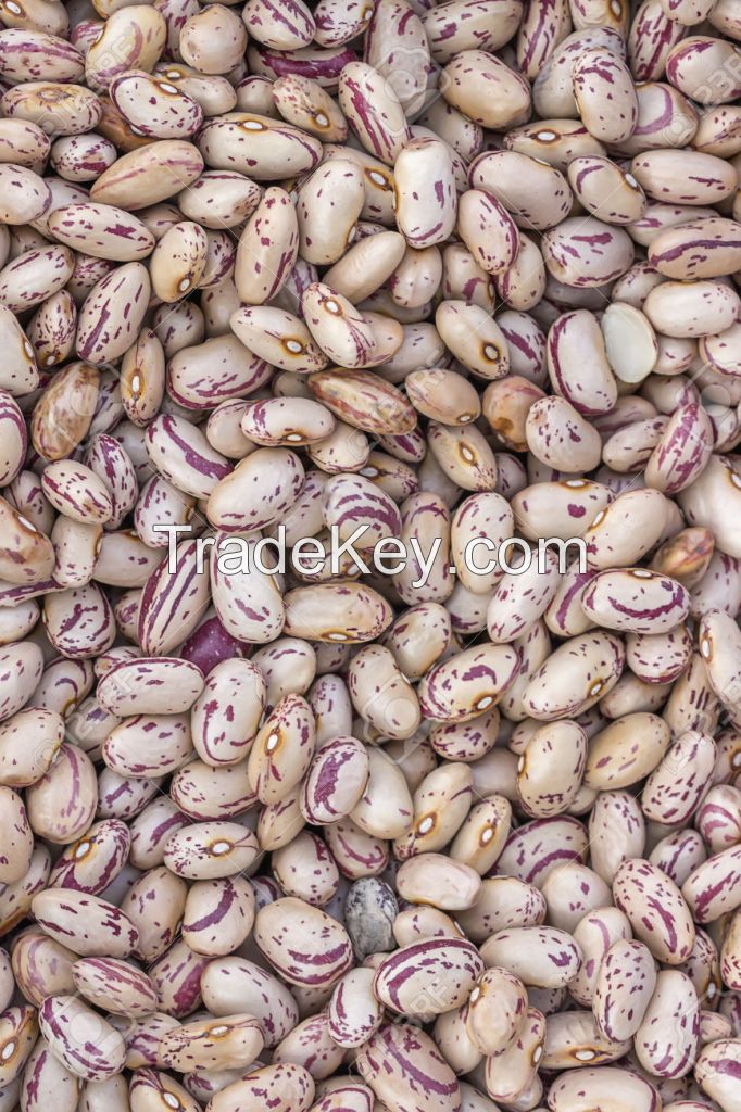 SPECKLED KIDNEY BEANS