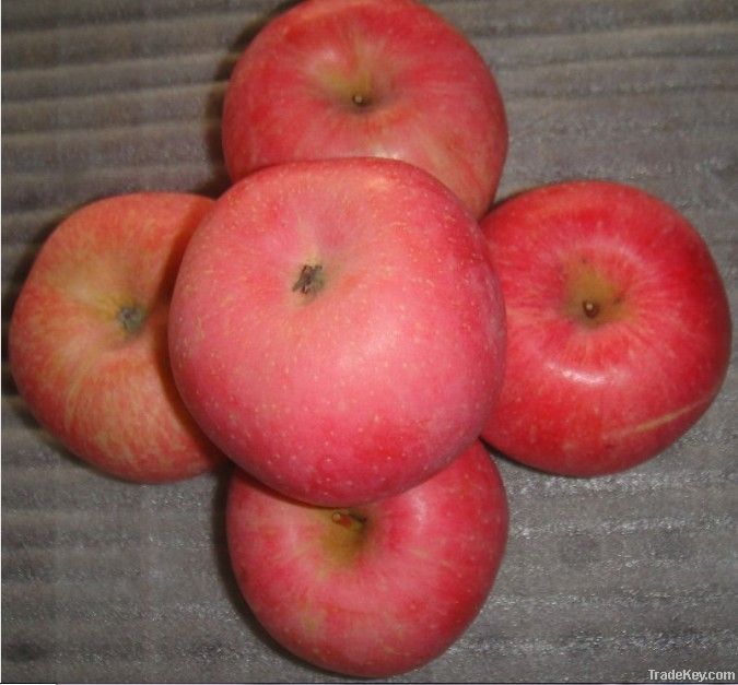 New type Fuji apple Professional supplier