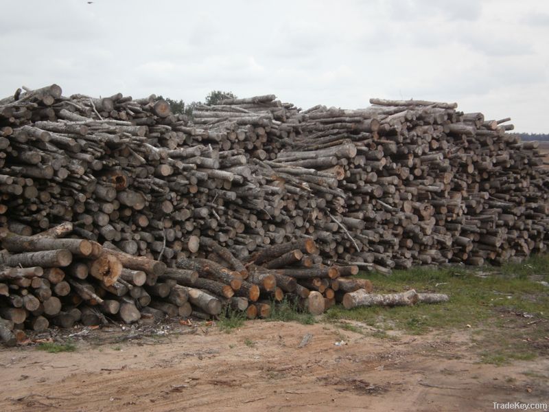 Ash and birch Firewood