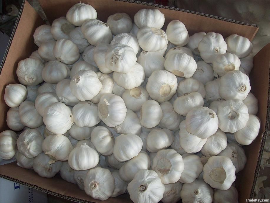 offer fresh garlic