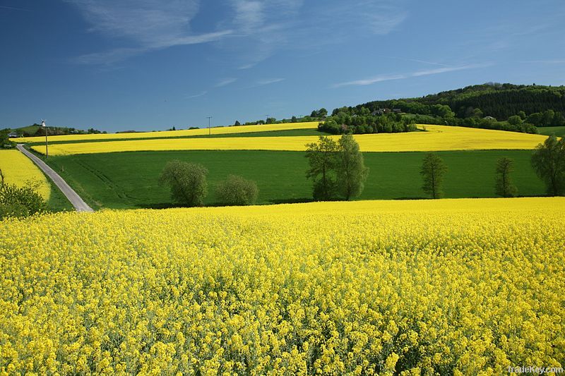 RAPESEED OIL DEGUMMED