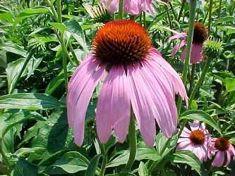 Echinacea purpurea extract