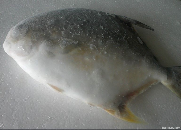 golden pompano