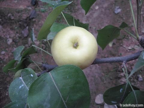 fresh golden pear