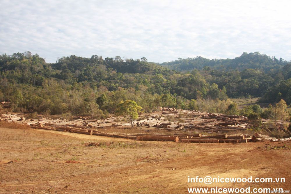 Yellow balau round log