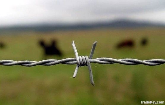 Galvanized Barbed Wire