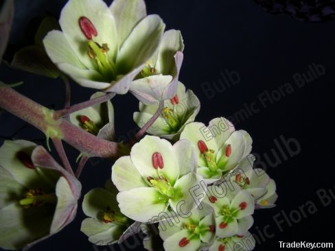 Fritillaria Ivory Bells