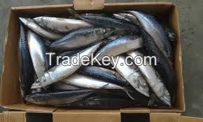 Frozen Mackerel Fish(Jack/Horse/Pacific/Atlantic )