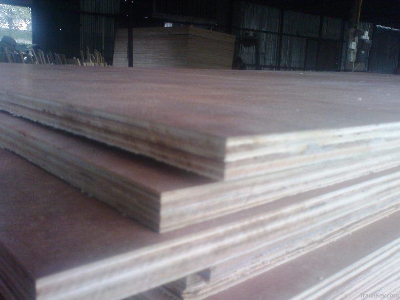 Plywood AA grade Bintangor face and back