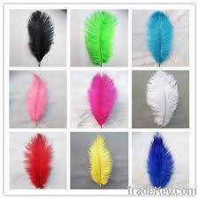 ostrich feathers