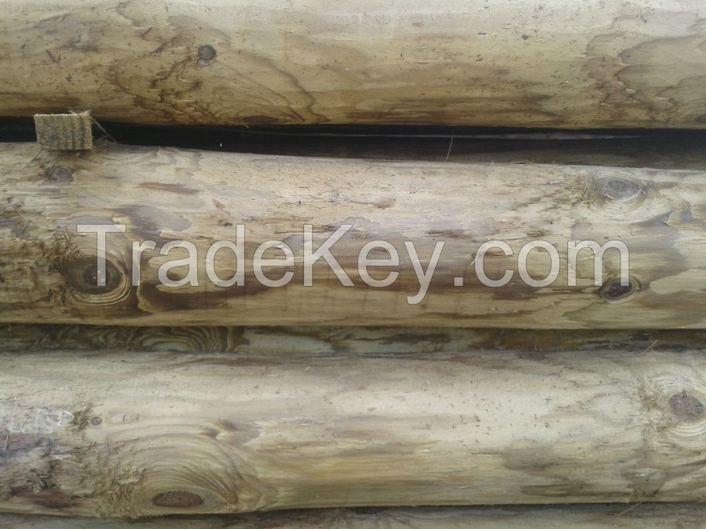 Debarked pine logs