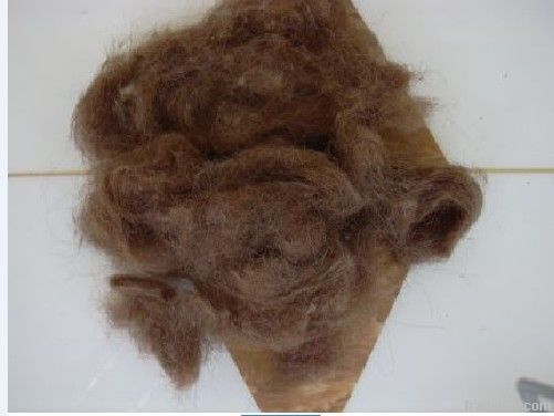 Camel wool(waste)