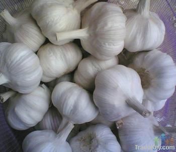 Fresh Garlic