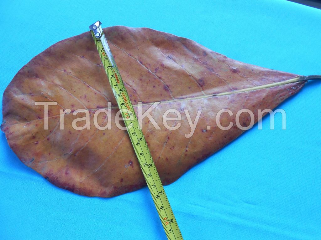 Dried Indian Almond Leaves