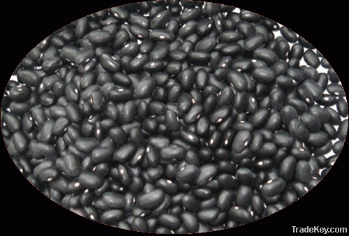 Chinese White Kidney beans