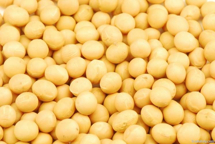 Chinese Origin Soybeans