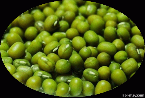 Chinese Origin Mung beans