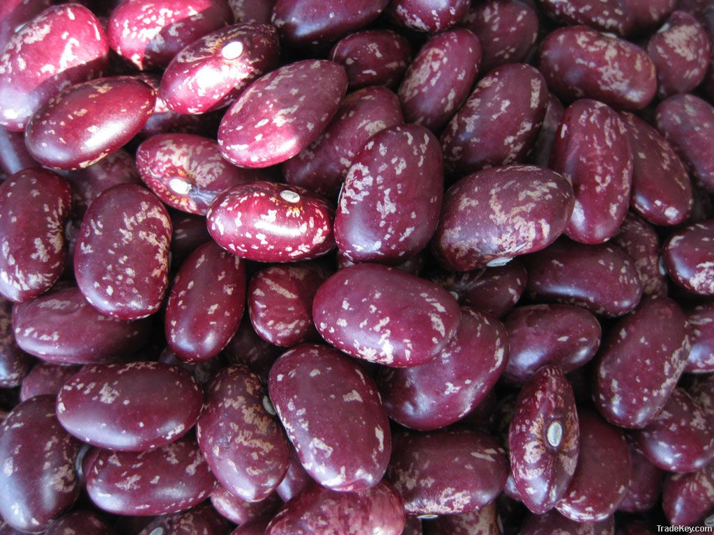 Purple Speckled Kidney Beans