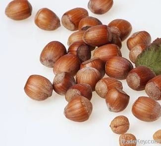 Hazelnuts Kernel