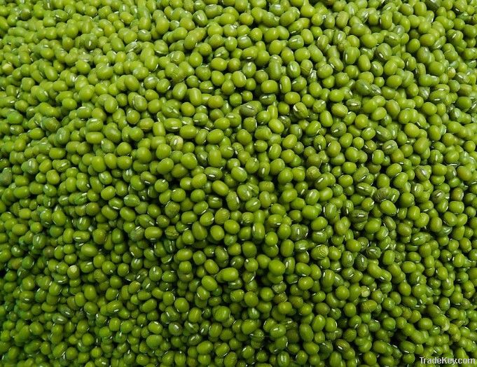 Green Mung Beans - Vigna radiata