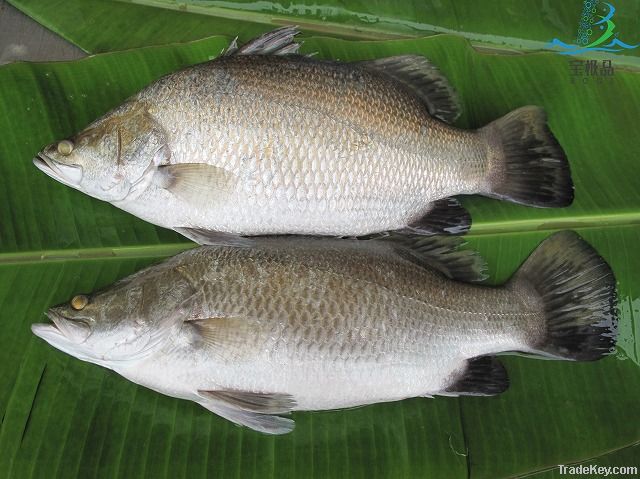 Barramundi