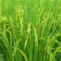 irri-6 white rice 