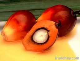 refined and crude palm oil