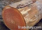 PADOUK - AFRICAN PADAUK - SANDALWOOD PADAUK - PADOUK LOGS