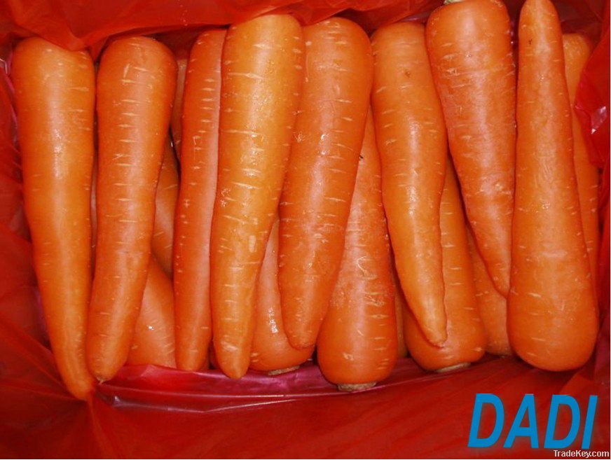 fresh carrot