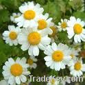 Feverfew extract