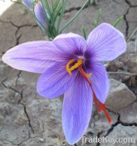 High Quality Pure Iranian Saffron