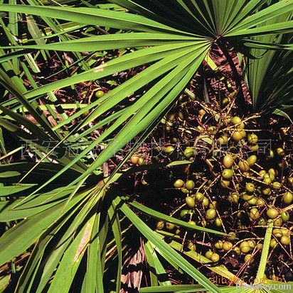 Saw Palmetto Extract