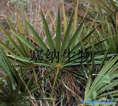 Saw Palmetto Extract