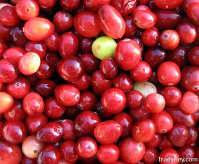 Cranberry extract