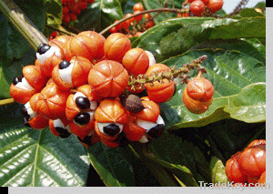 Guarana Extract