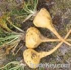 Maca Extract