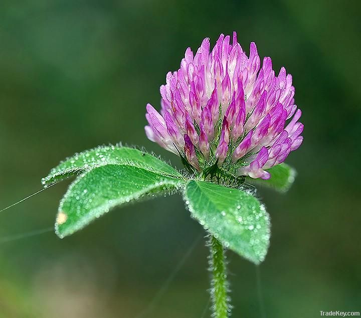 Red Clover extract