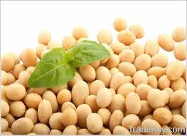 soybeans