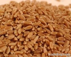 100% pure and high quality Wheat with competitive price