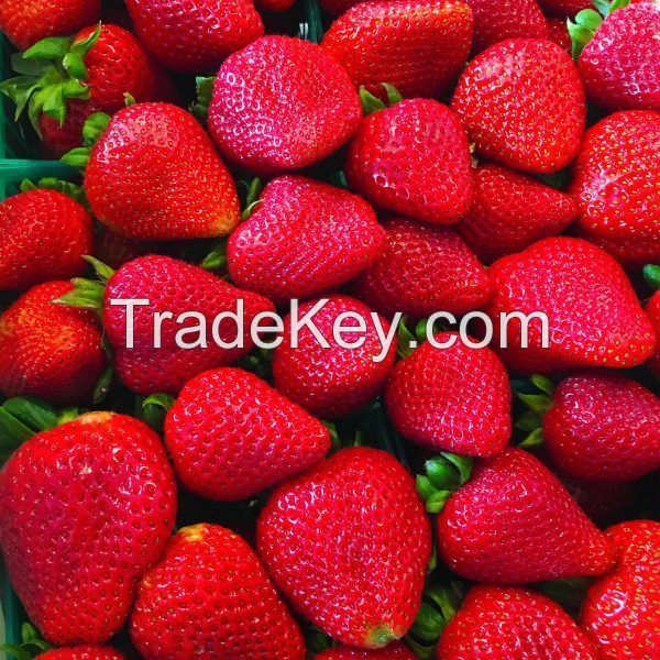 High quality fresh strawberry/dehydrated strawberry for sale