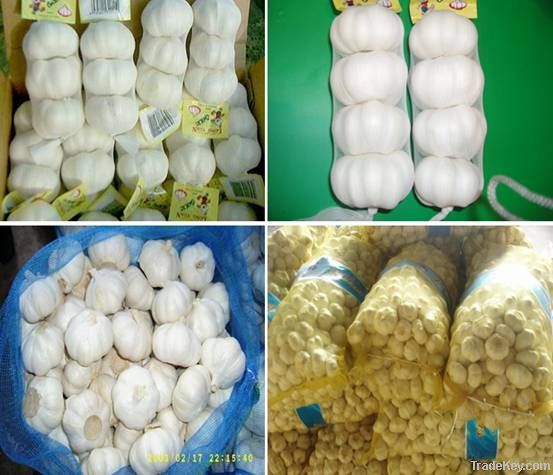 Fresh normal white garlic