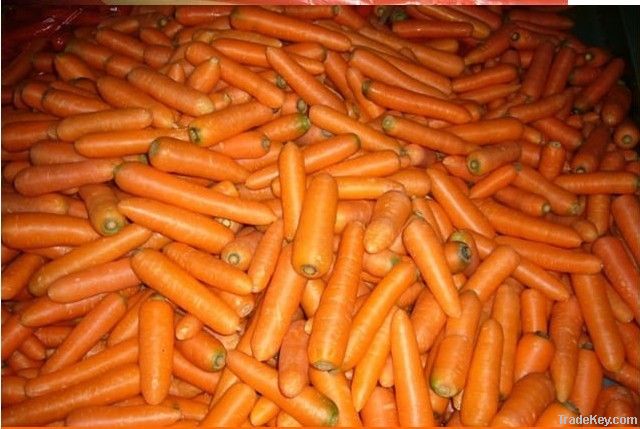 fresh chinese carrot