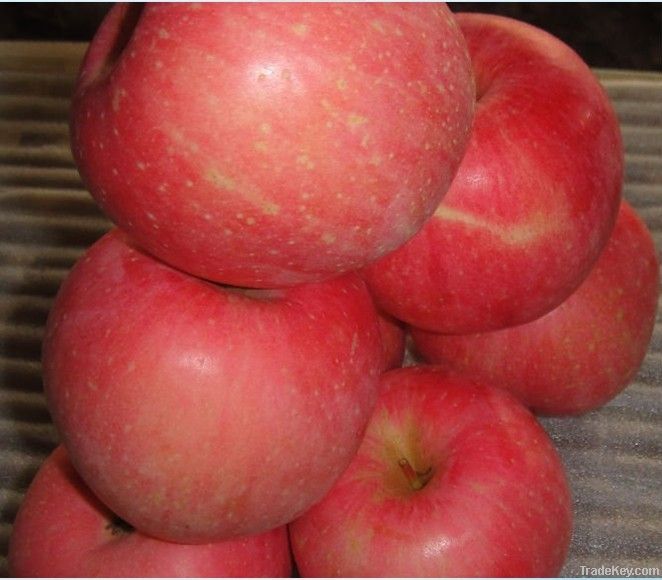 chinese 2012 fresh red fuji apple