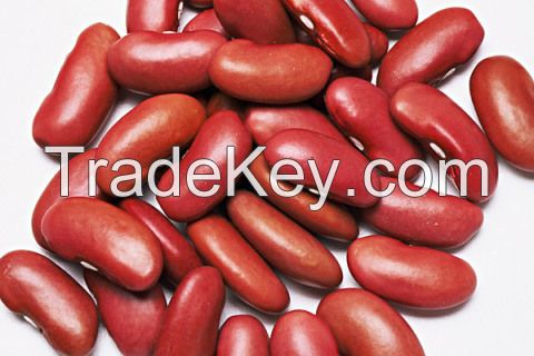 Red and Black Kidney Beans