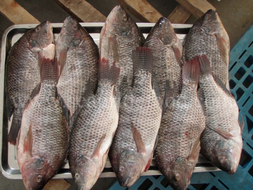 Frozen Tilapia Gutted Scaled--Skype:seapridefood